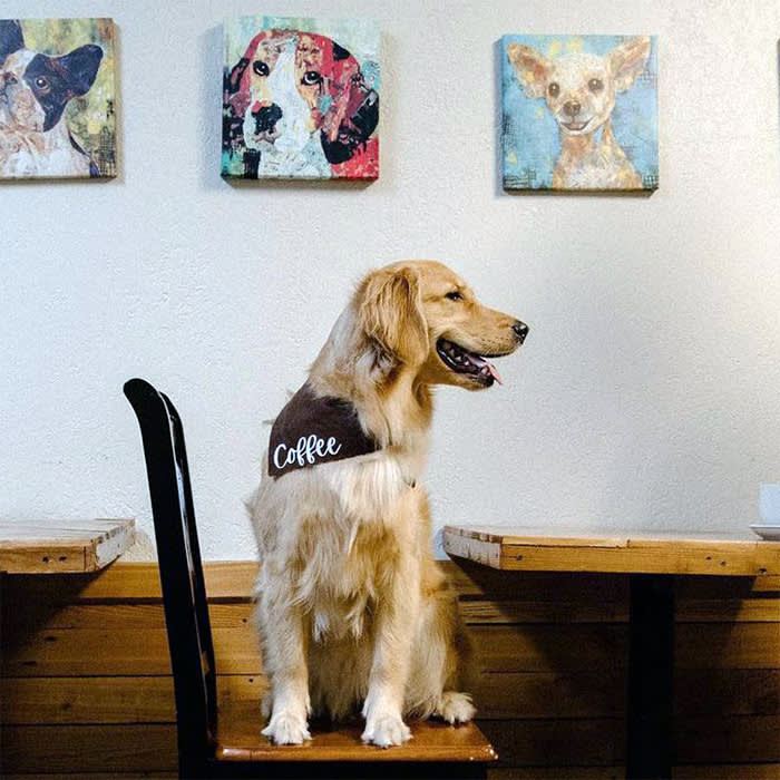 a dog at a table at Bark coffee