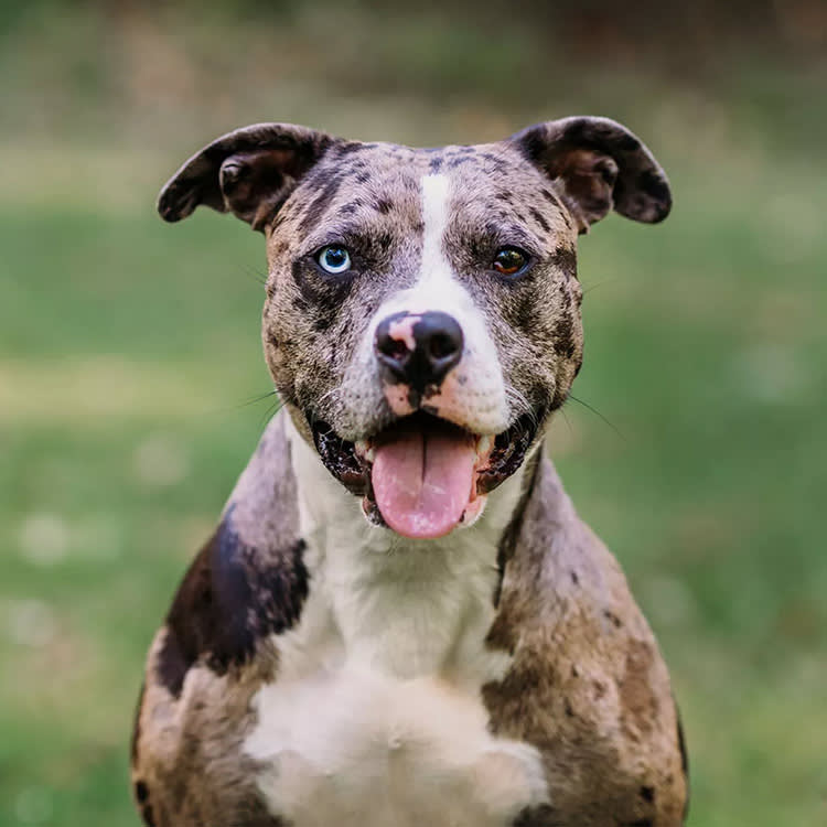Margot the 3-year-old rescue pup beat out over 7,000 other dogs to win PEOPLE's World's Cutest Rescue Dog.