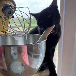 Kim-Joy's cat Inki beside a baking bowl