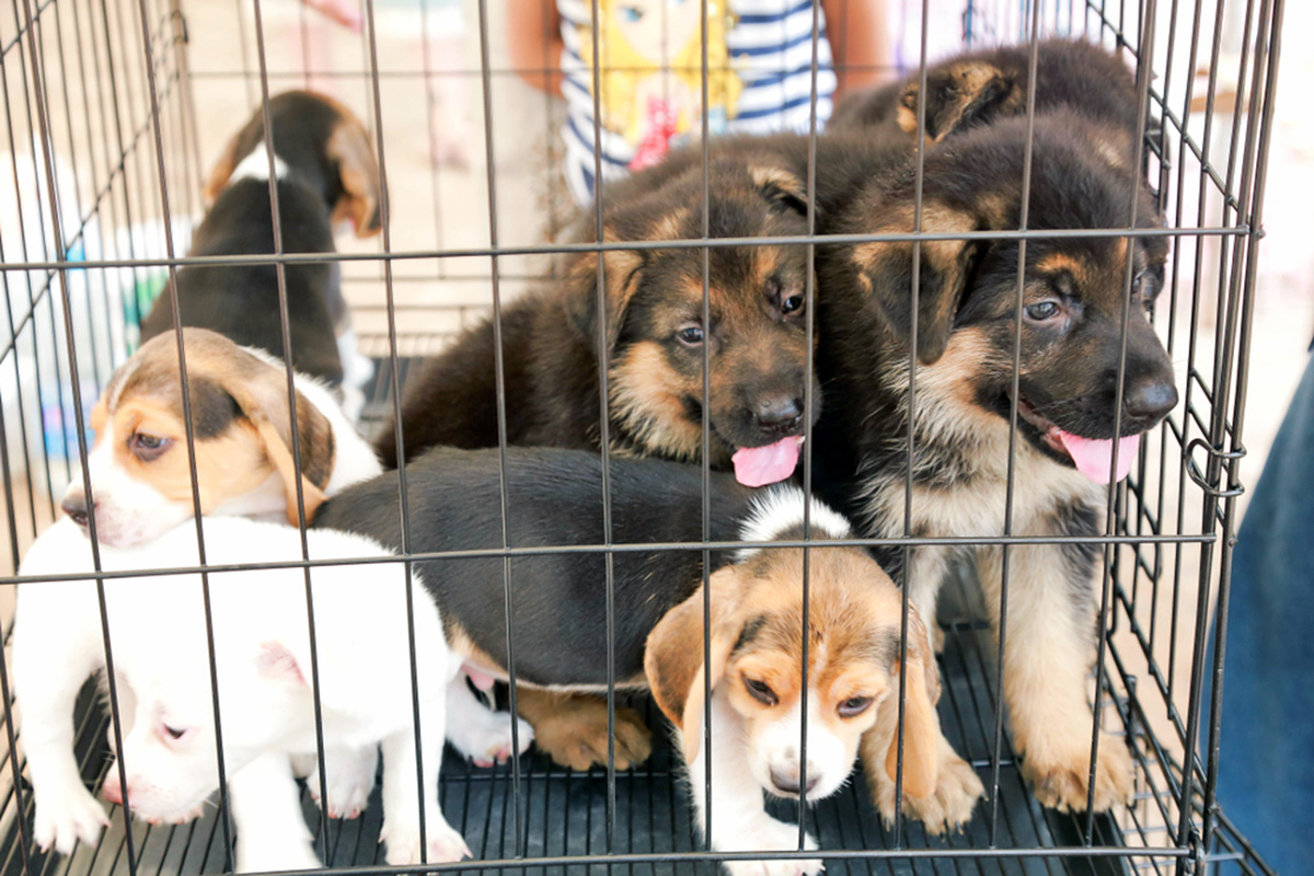 Dogs crowded into a cage