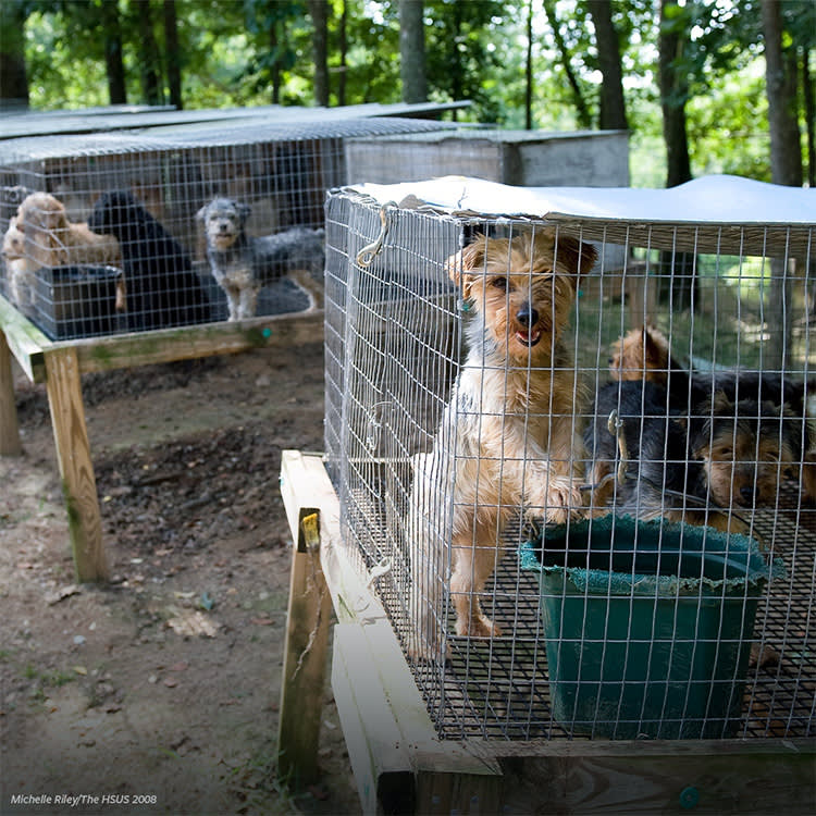 The Animal Welfare Act is meant to protect over a million animals housed in puppy mills, roadside zoos and research facilities across the U.S.