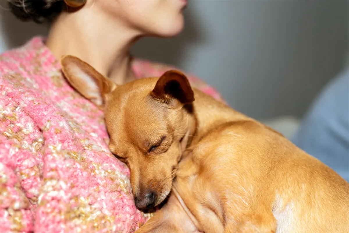 A dog curls into a woman’s chest.