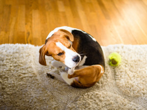 Beagle dog scratches himself on carpet.