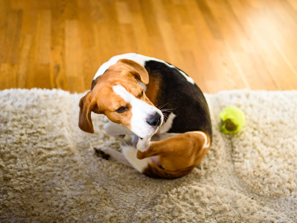 Beagle dog scratches himself on carpet.