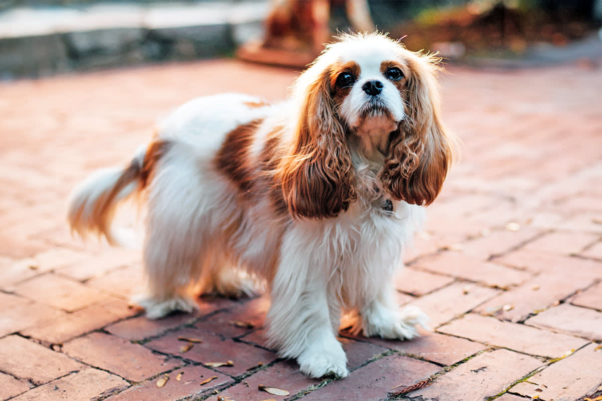 A white-and-brown colored small dog gazes up from a path of bricks.