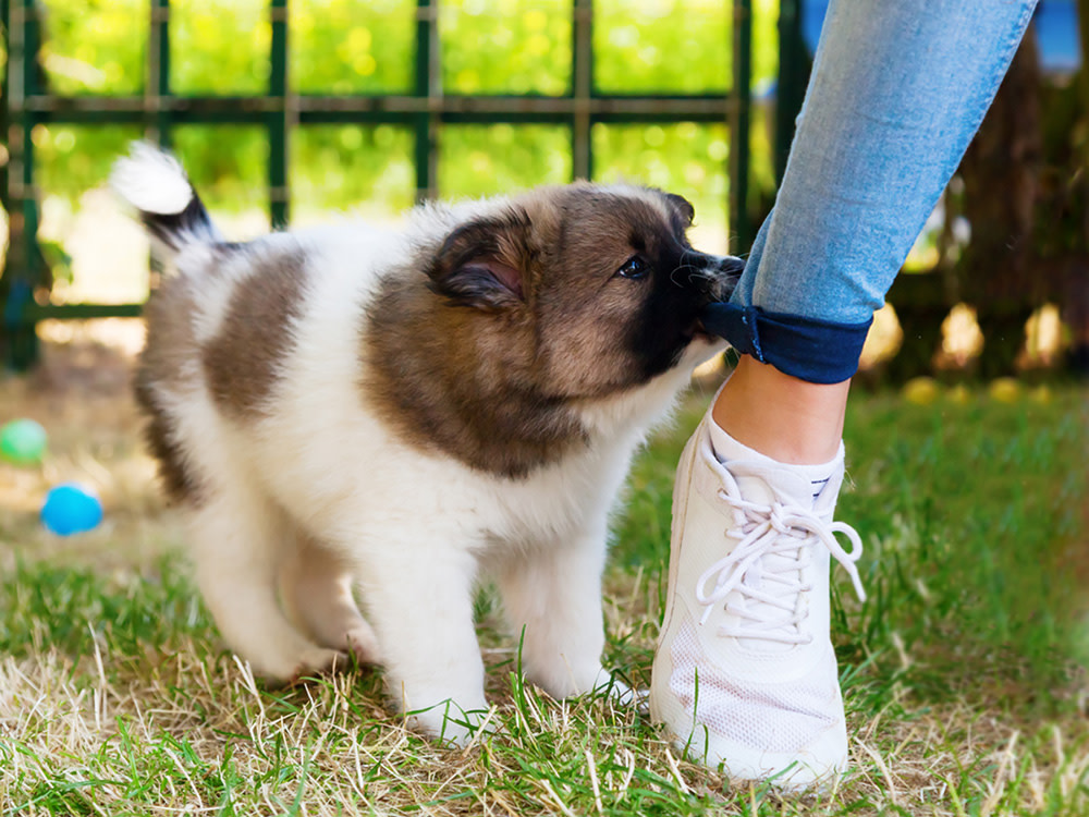 A puppy nibbling on a woman's pant outside in the grass. 