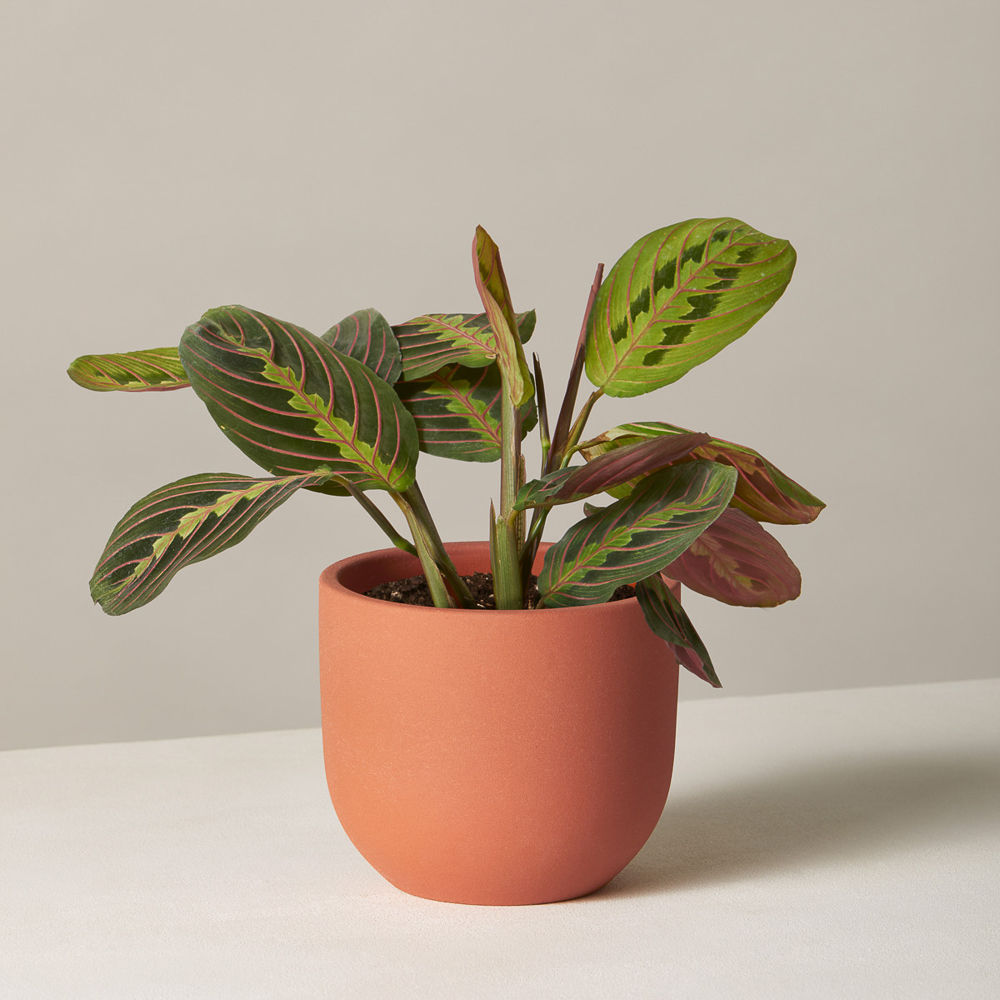 Maranta Houseplant in a terracotta pot
