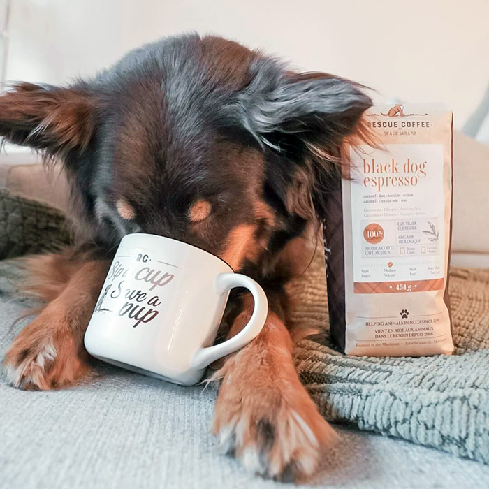 dog with Rescue Coffee