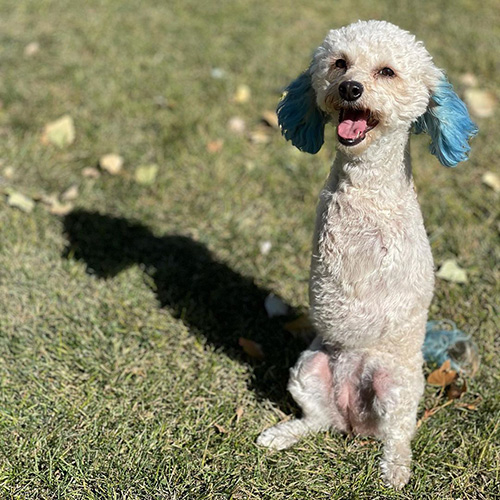 Zach Skow's dog Cora 