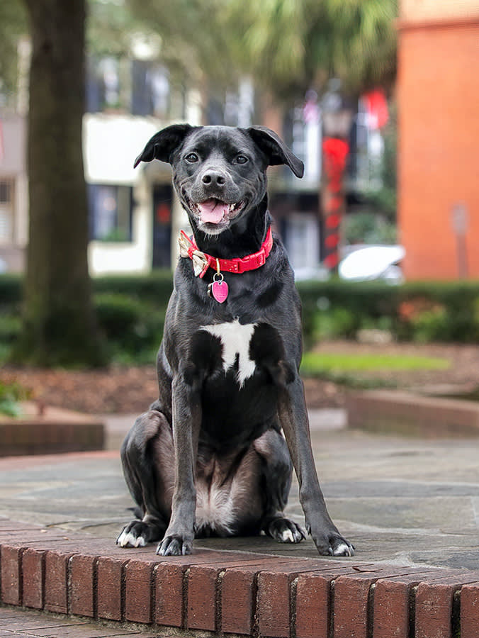 Cute dog in Charleston, NC.
