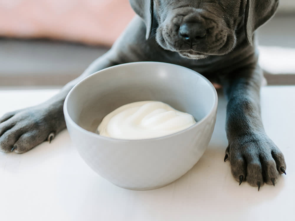 dog looking into a bowl of plain yogurt