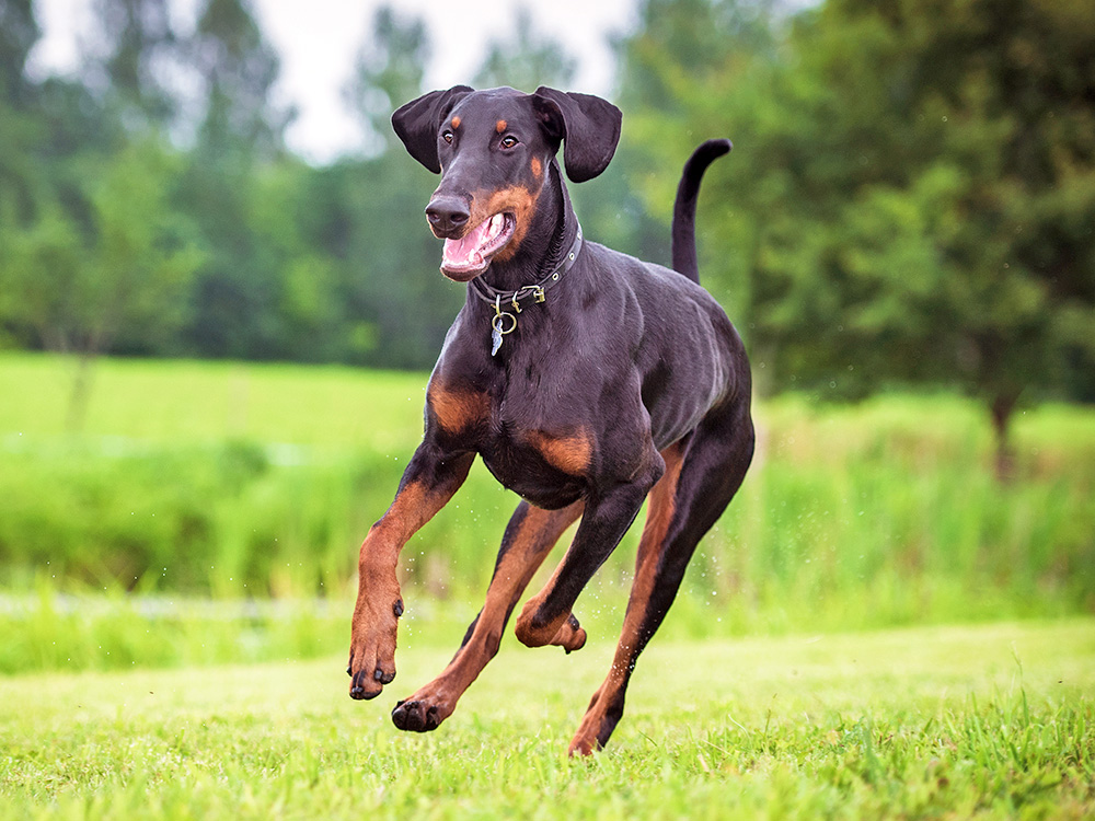 Dobermann running