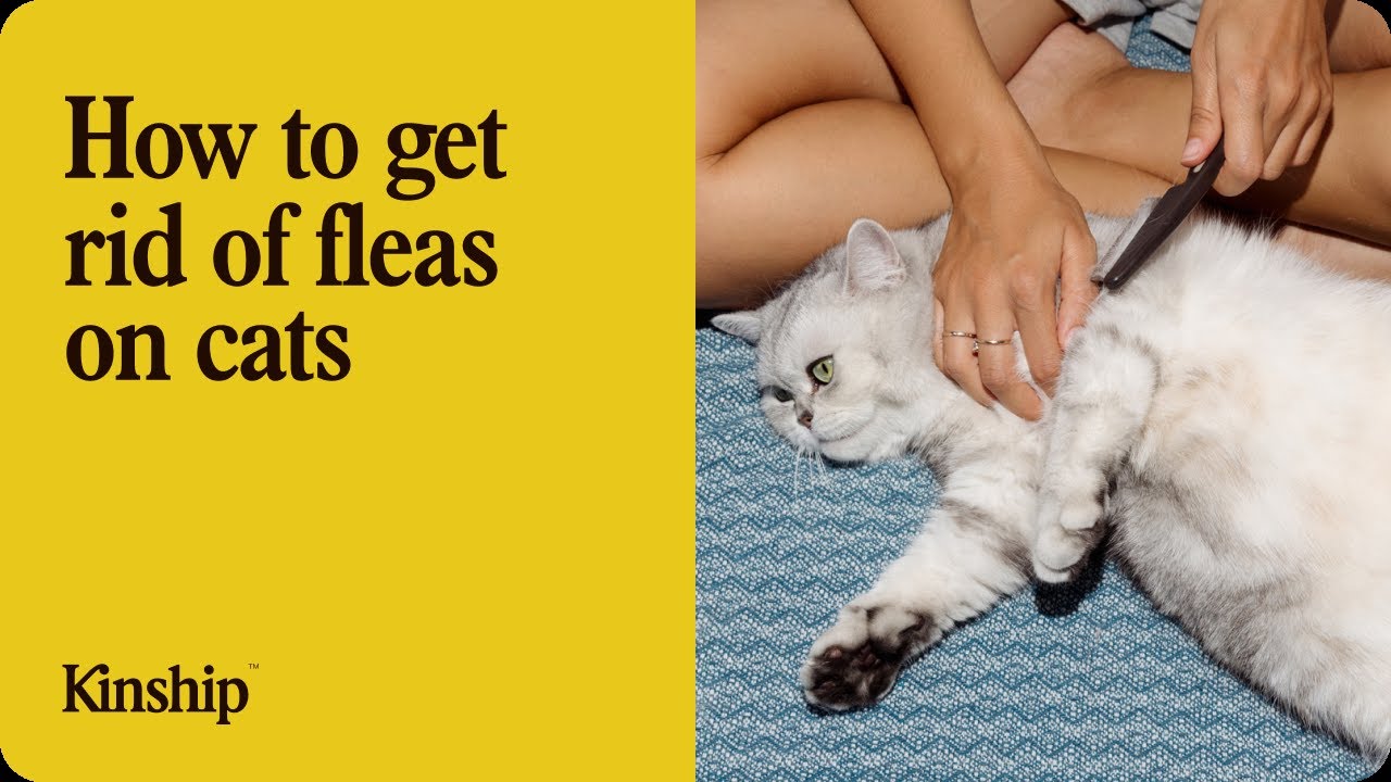 How to Get Rid of Fleas on Cats