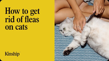 How to Get Rid of Fleas on Cats