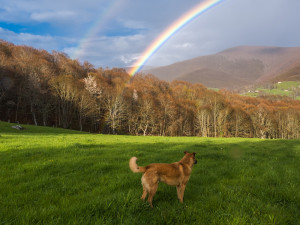 A dog standing on a green hill overlooking a double rainbow on a blue sky