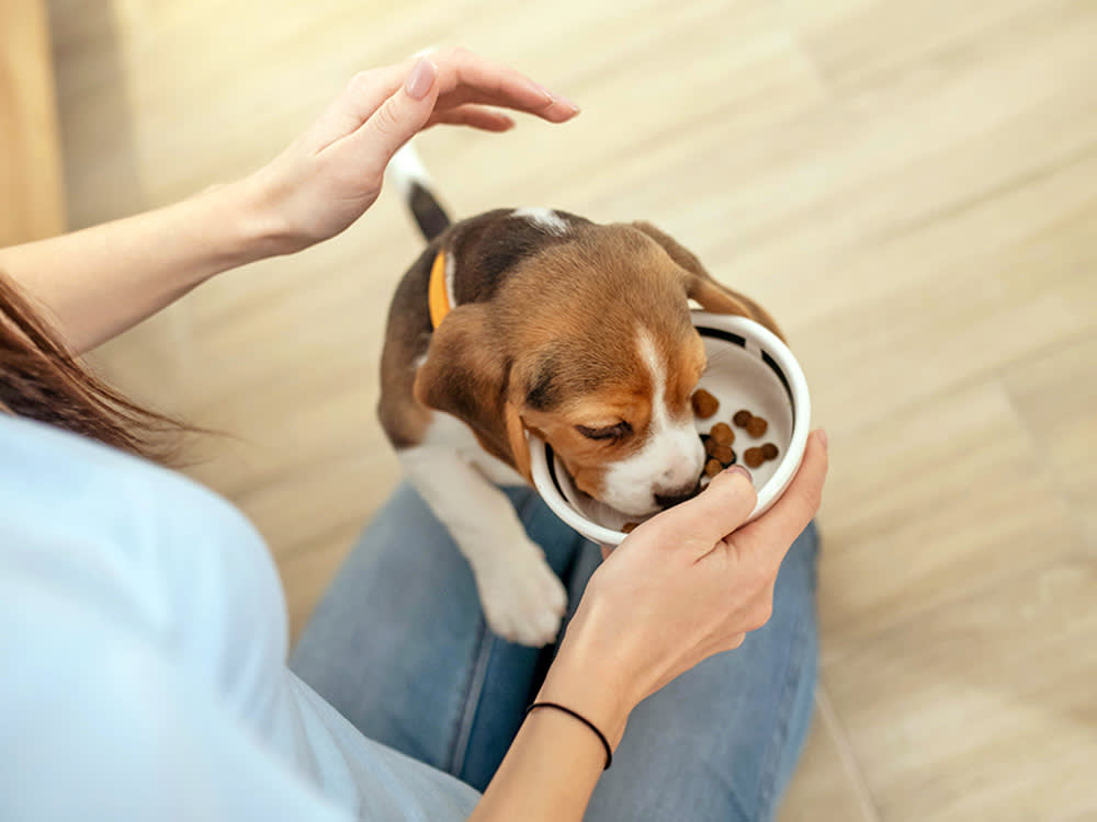 Woman feeding puppy from a bowl at home.