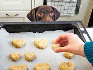 Brown Labrador dog watching someone bake heart shaped dog treats.