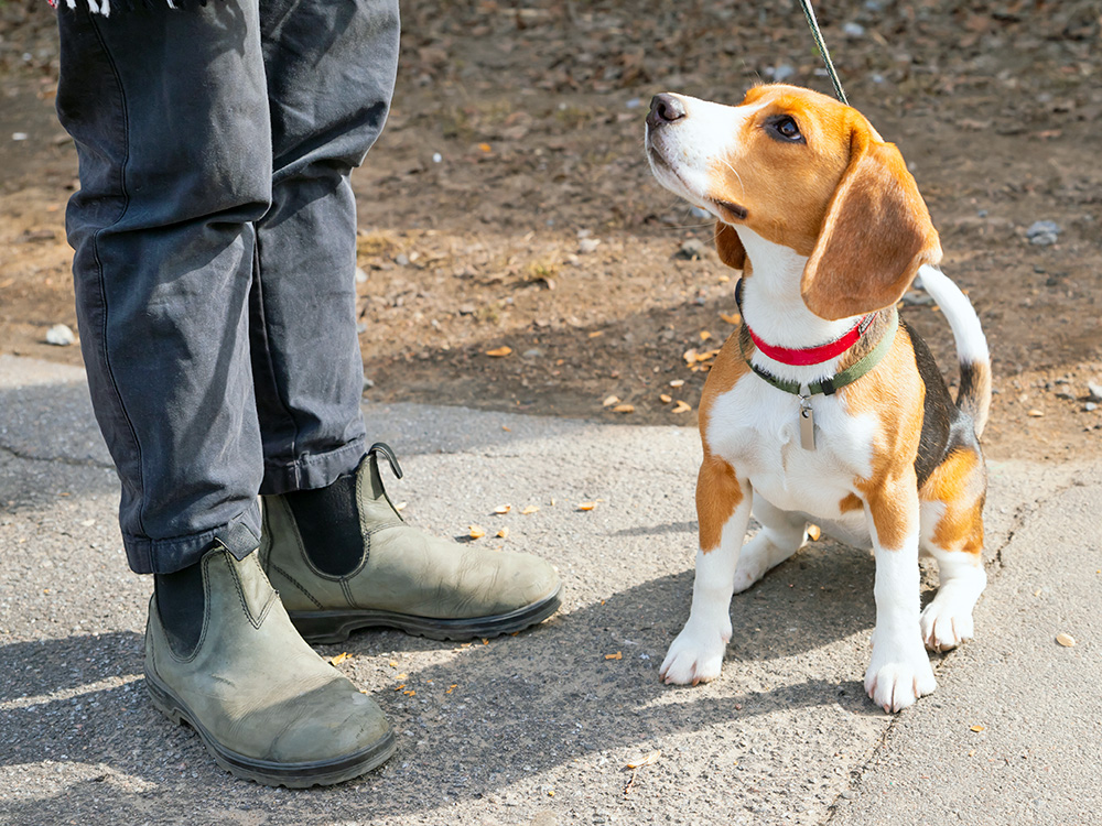 Person walking their Beagle dog outside on a leash.