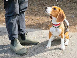 Person walking their Beagle dog outside on a leash.