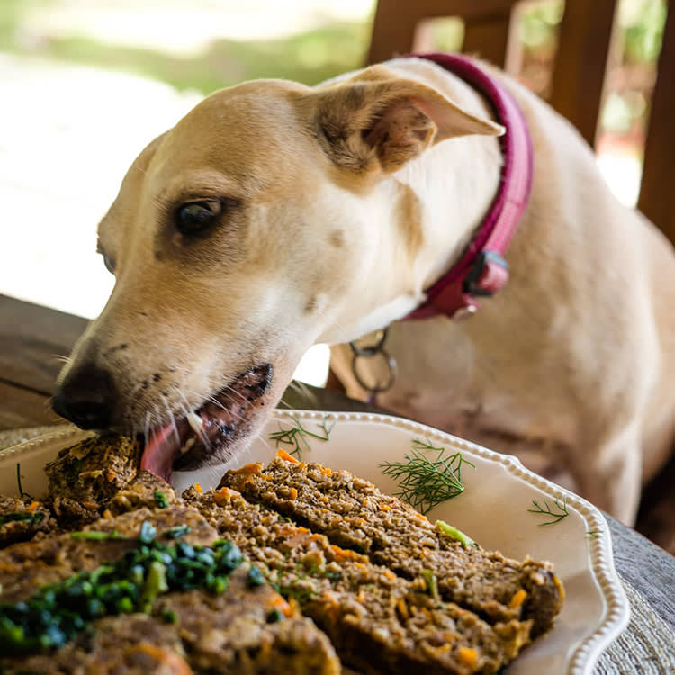 how can i get my dog to eat dog food instead of table food
