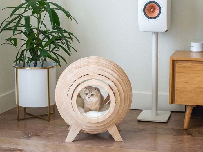 mau cat furniture