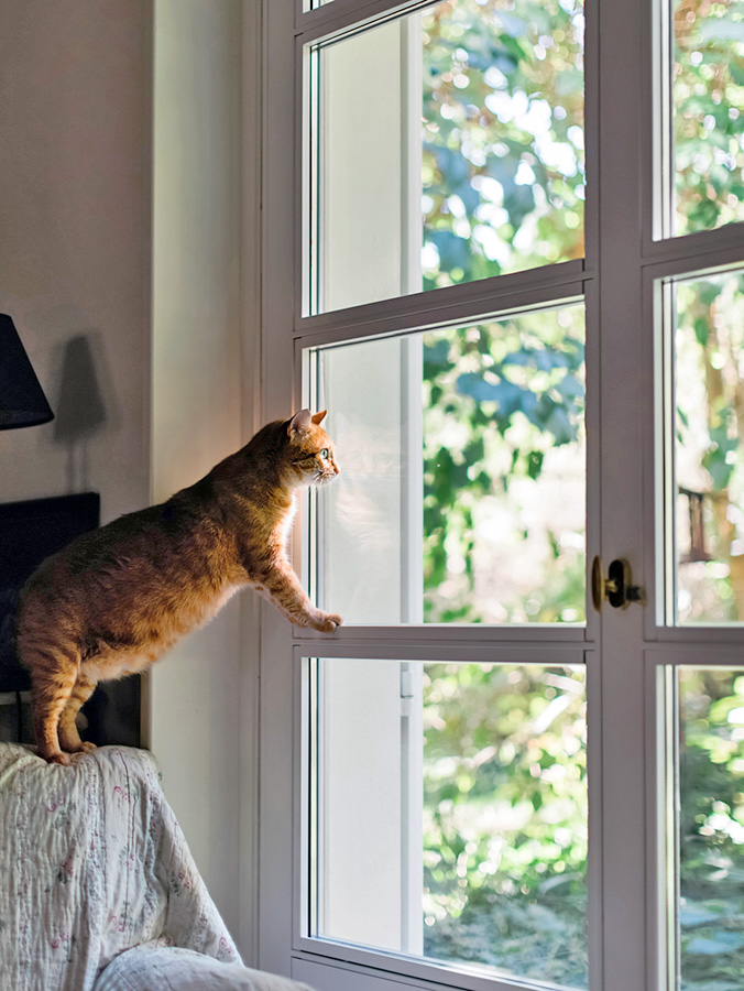 How Long Can You Leave Your Cat Alone? · The Wildest