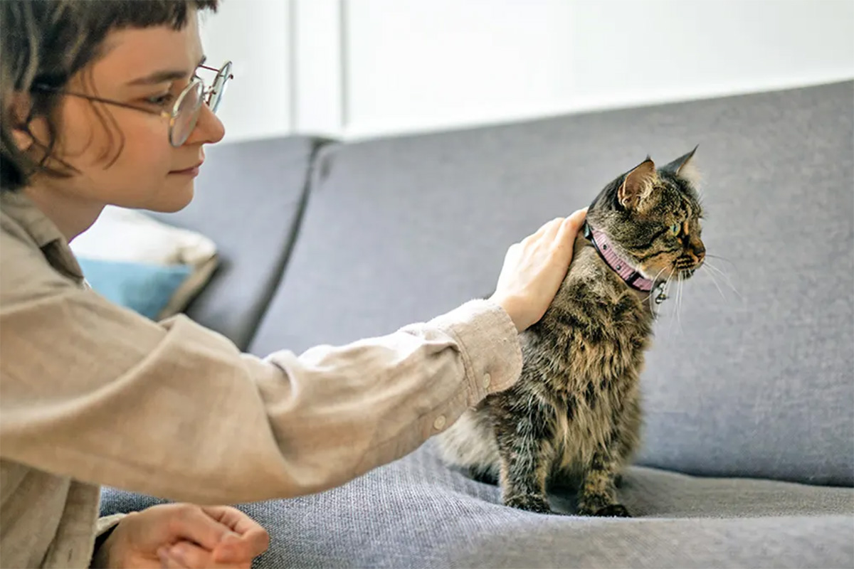 person pets a cat who is sitting on the couch
