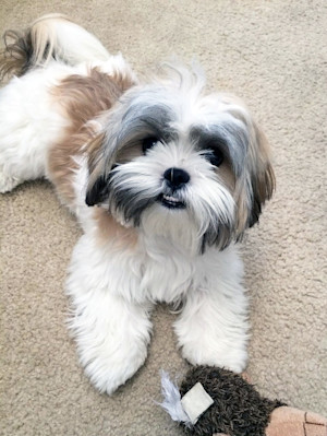 Miami woman who entrusted dog to Rover sitter shocked to find pet’s cremated remains when she returned from vacation.