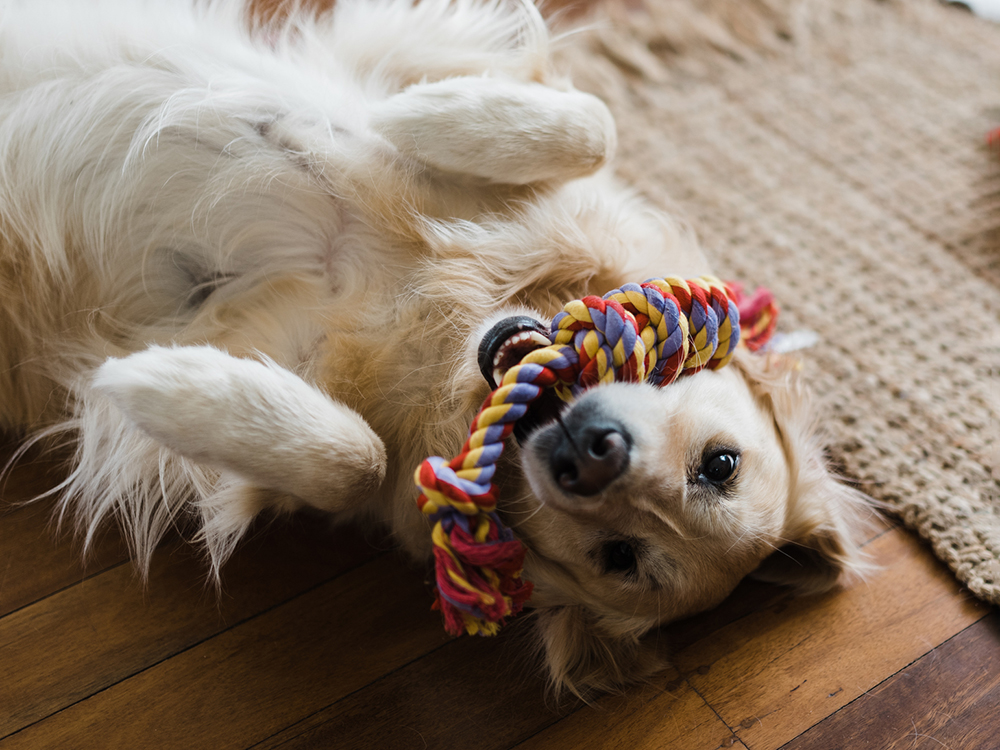 These 5 Interactive Dog Toys Are All Under $16 at