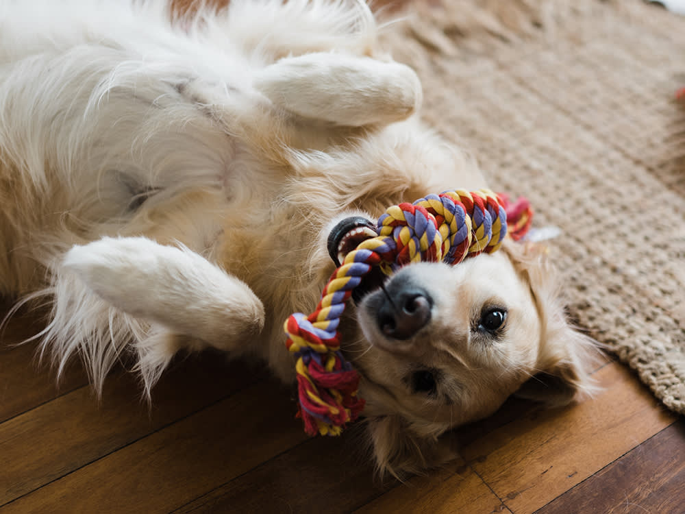 Golden Labrador dog laying on its back on the floor with a colorful rope toy in its mouth