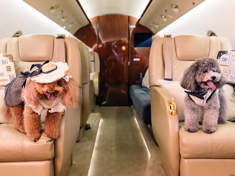 Fly your pet in luxury and comfort with our exclusive private jet charters tailored just for pets and their owners.