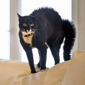 Scared black cat standing on couch.