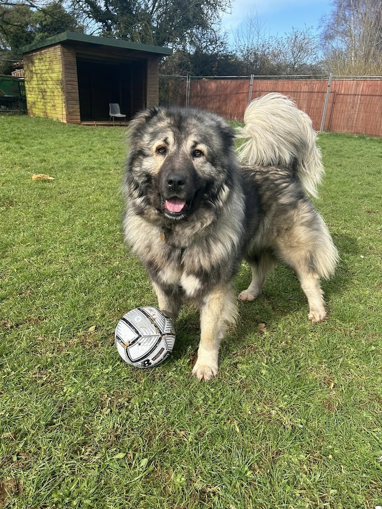 fluffy dog playing with a football