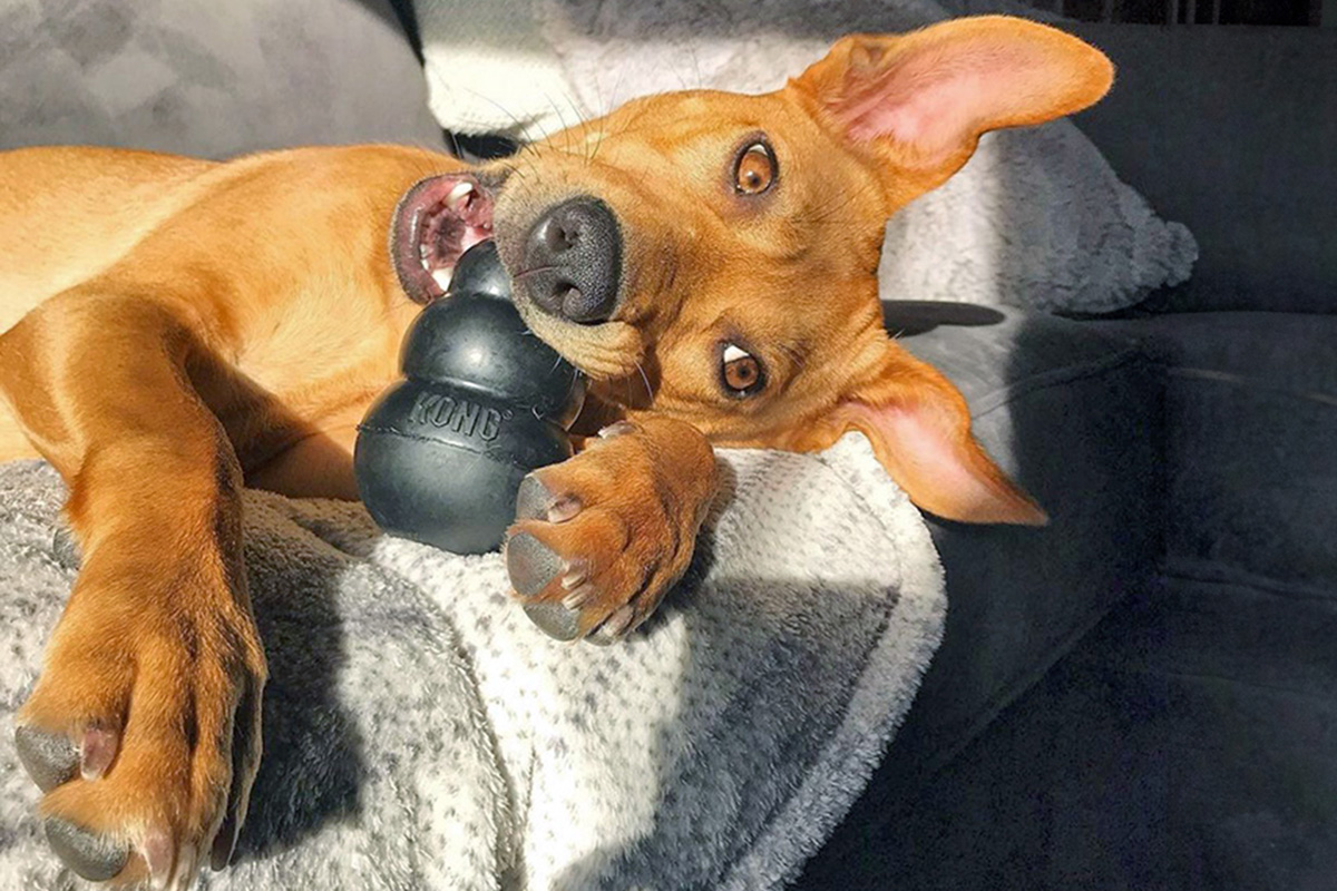 tan puppy chewing on a black Kong toy