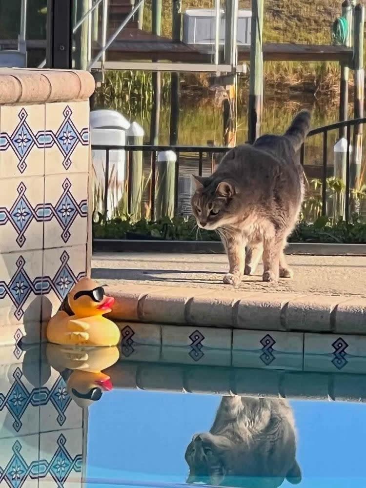 A grey cat looking at a floating inflatable duck in a swimming pool.