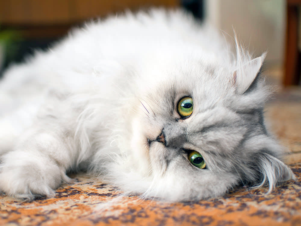 Beautiful cat with unique colored eyes laying down at home.