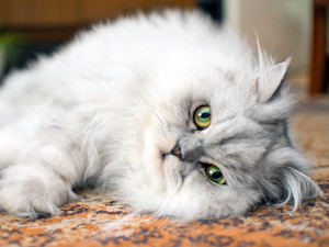 Beautiful cat with unique colored eyes laying down at home.