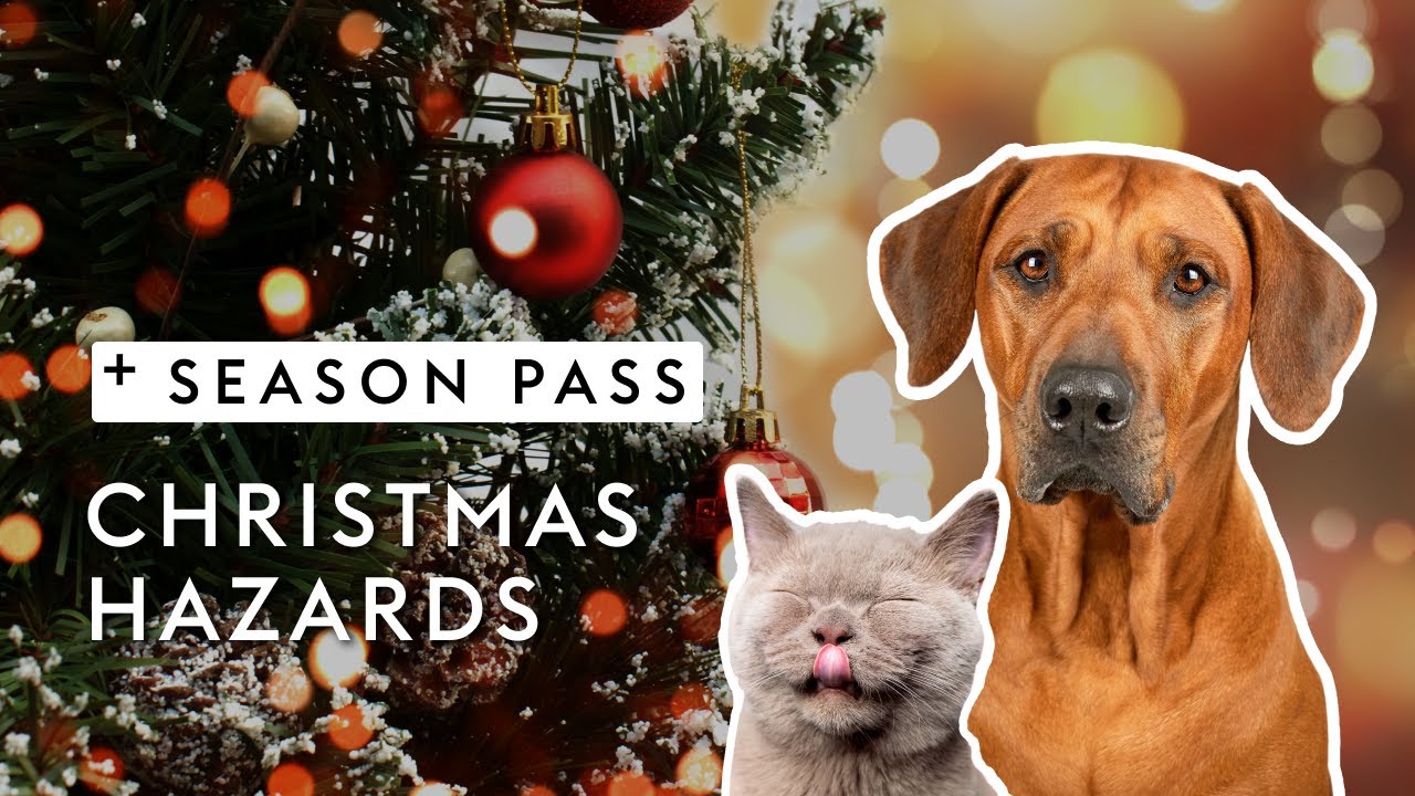 Christmas Hazards for Cats & Dogs | Dr. Kirsten's Season Pass