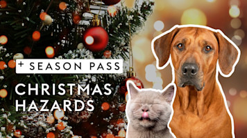 Christmas Hazards for Cats & Dogs | Dr. Kirsten's Season Pass