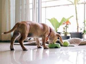 Pet Broccoli Educational Food Leakage And Sniffing Toy