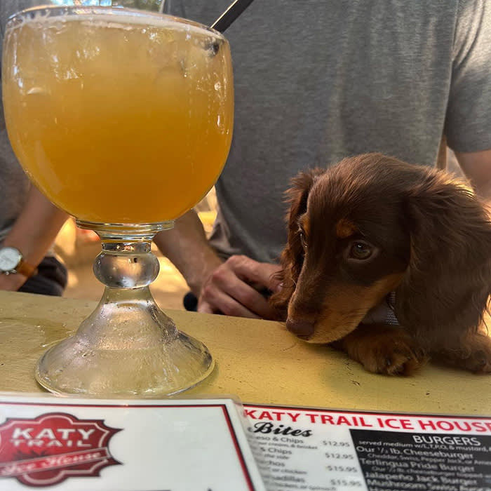a small brown dog at Katy Trail Ice House