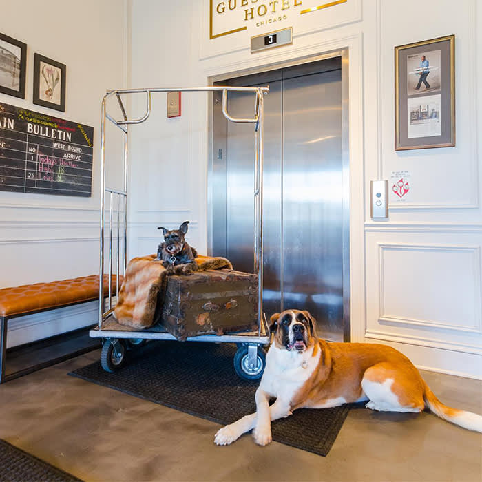 two dogs in the lobby of The Guesthouse