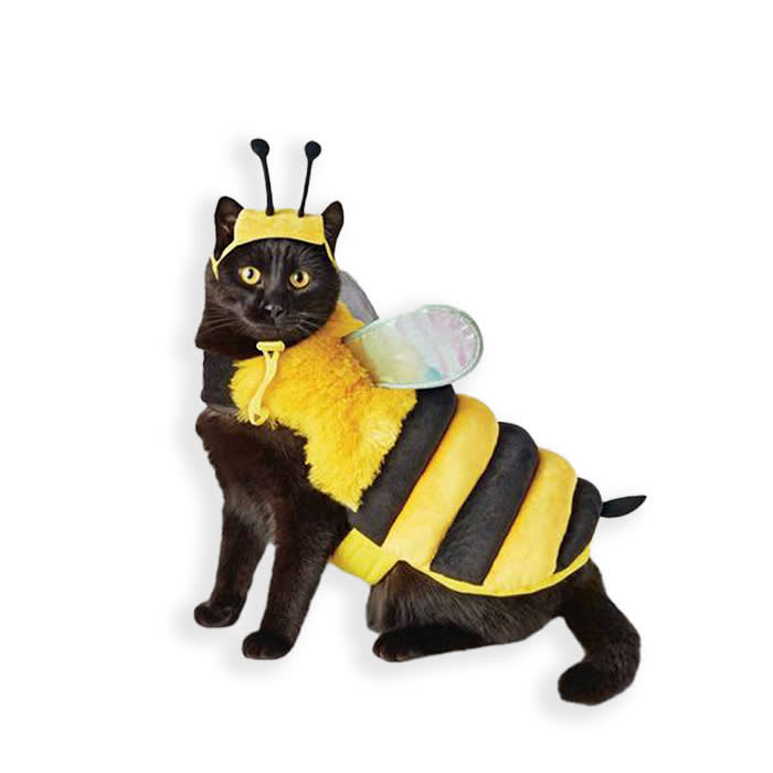 cat in a bee costume