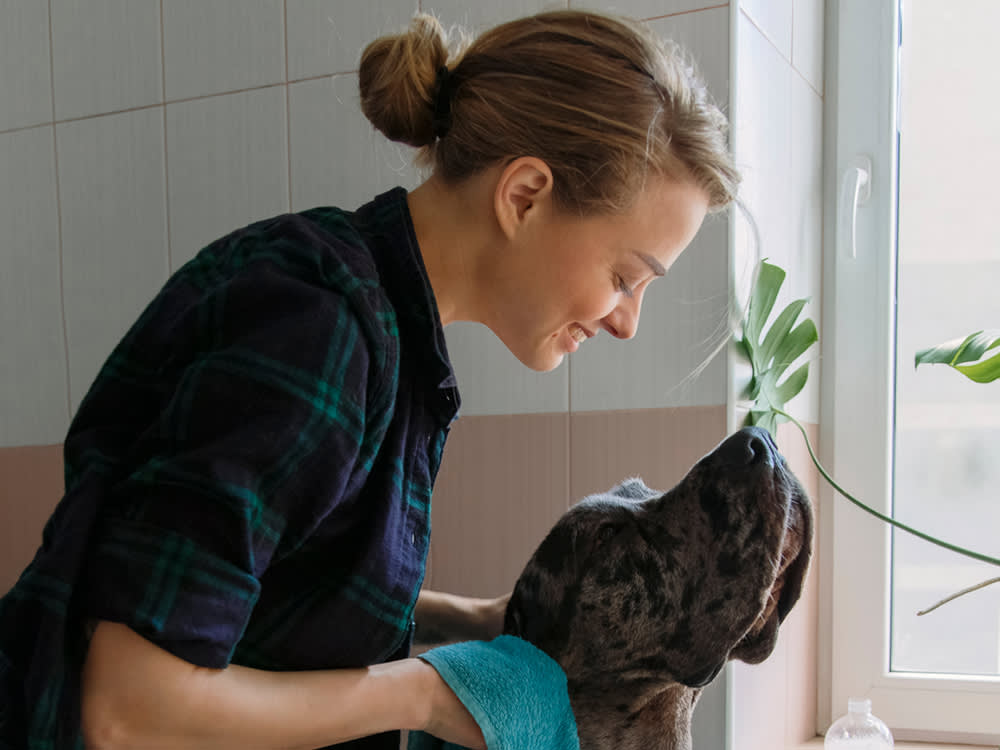 Smiling woman wiping ears of dog