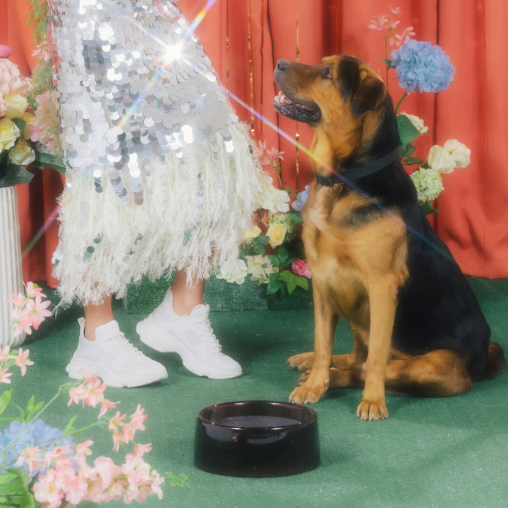 Dog sitting next to a woman's glittering dress