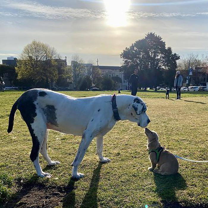 two dogs outdoor at Duboce Dog Park