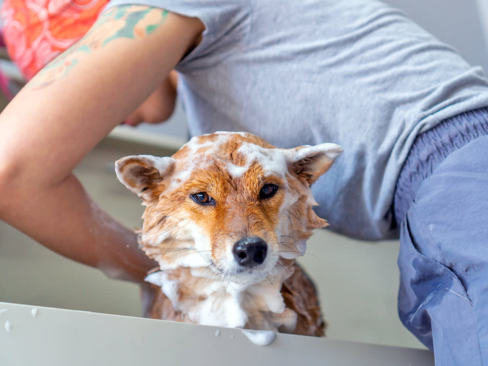 Woman washing her dog at home.