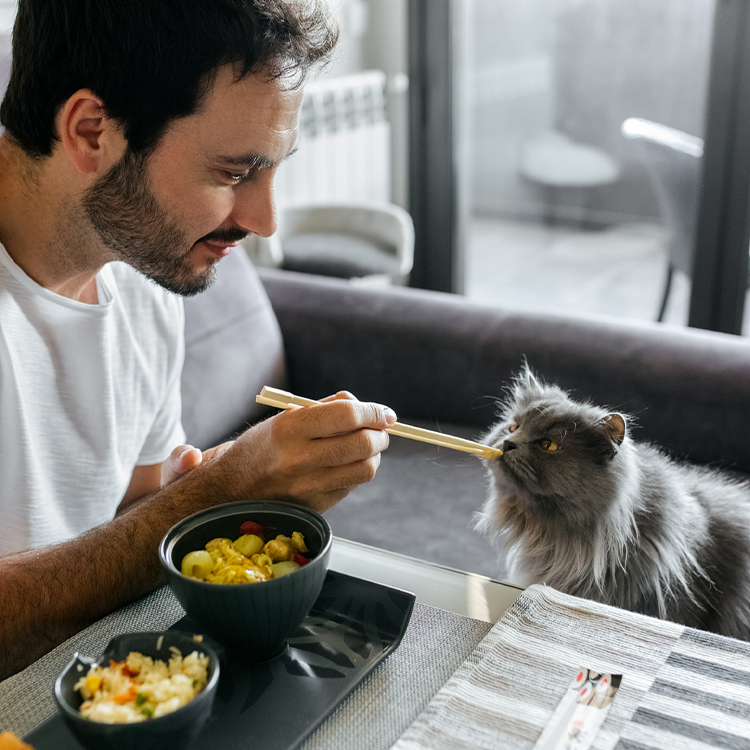 Cat eating hotsell at dinner table