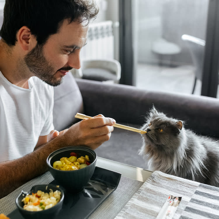 Man feeding rice to cat with chopsticks at dinner table 