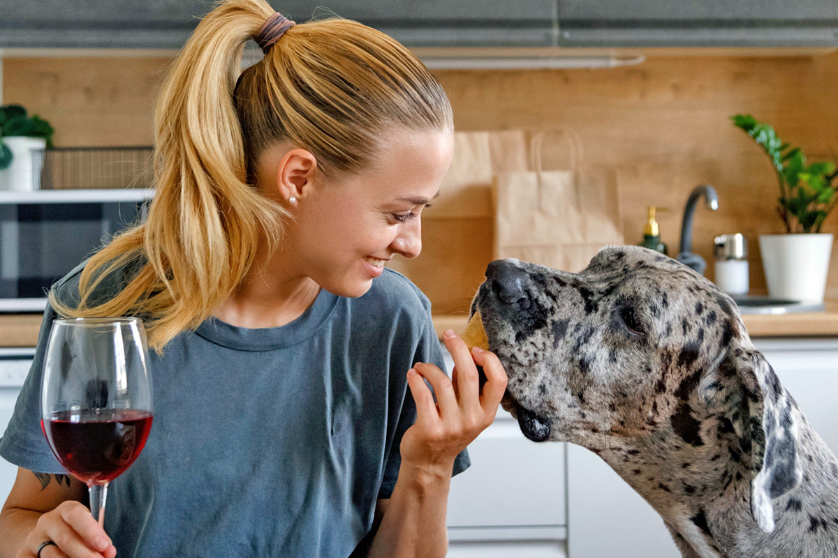 Person feeding a large dog